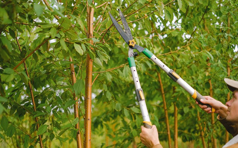 Tree trimming in Verona, ND