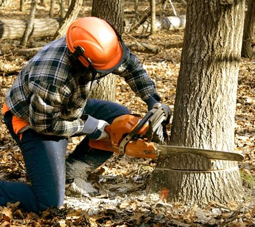 Tree Removal in Verona, ND